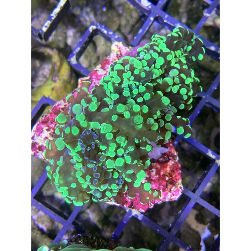 Coral Farm Switzerland Vous Propose Un Large Choix D Euphyllia Issues